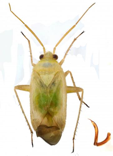 Réf. 257 603 : Megalocoleus molliculus